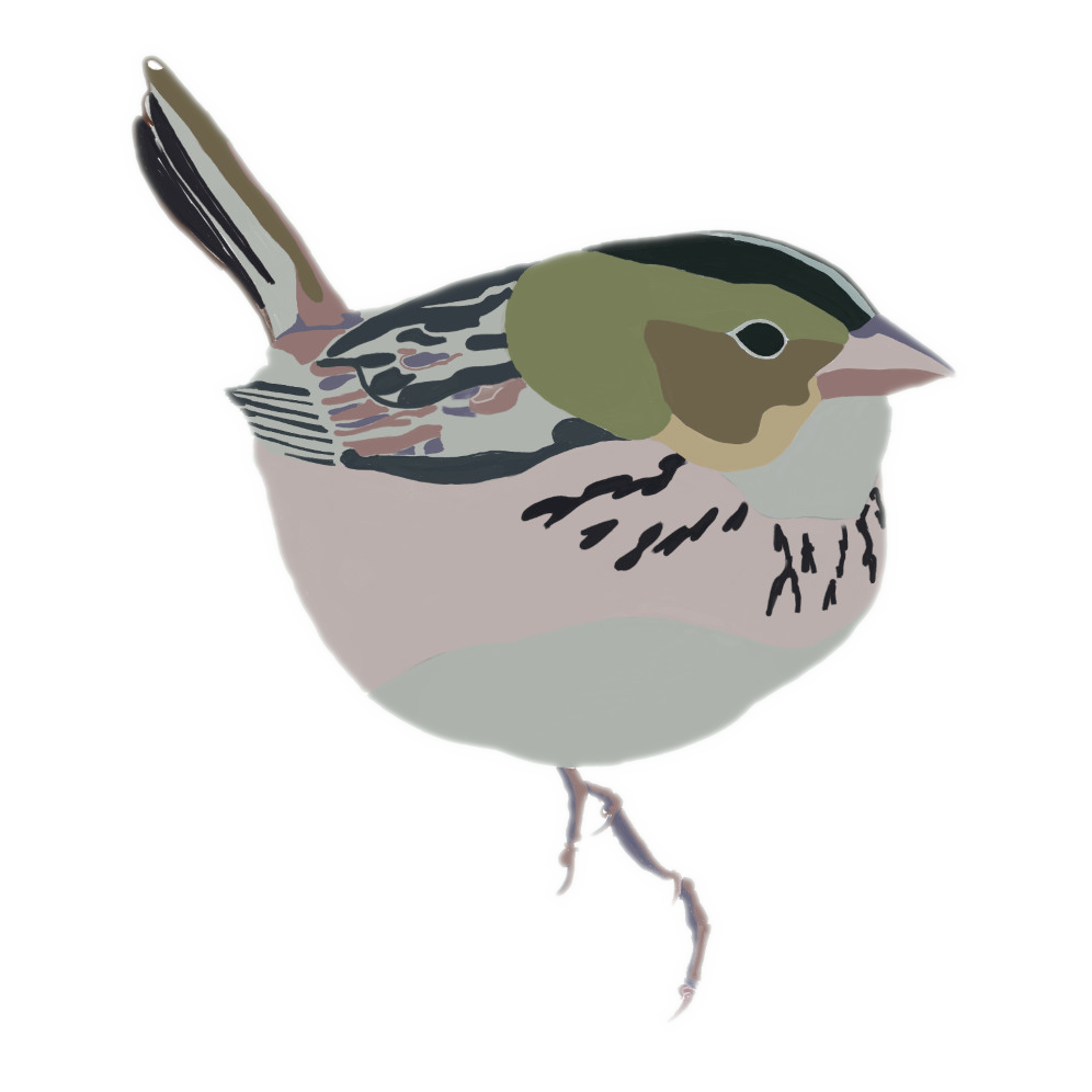 Essex Birds Logo